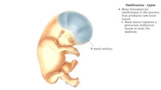 Bone formation  Ossification [upl. by Ellezig35]