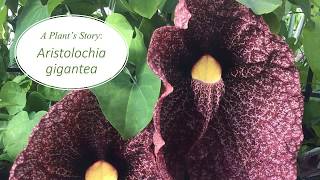 A Plants Story Aristolochia gigantea [upl. by Herculie]