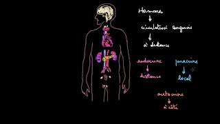 Introduction au système endocrinien [upl. by Keeler653]