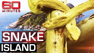 The deadliest place on earth Snake Island  60 Minutes Australia [upl. by Zednanreh]