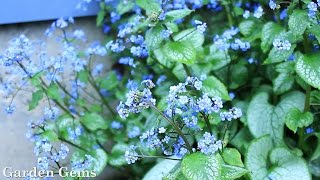 Siberian bugloss Brunnera macrophylla [upl. by Clough]