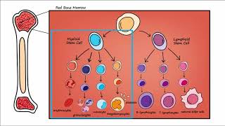 Leukemia  Overview [upl. by Croydon133]