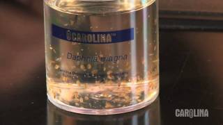 How to Care for Daphnia [upl. by Aicire]