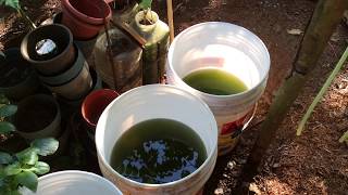 How to grow Green Water Algae [upl. by Airetnahs]