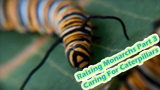 Raising Monarchs Part 3  Caring For Caterpillars How To Raise Caterpillars [upl. by Antonia]