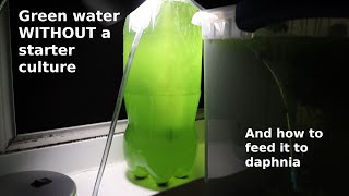 Green Water WITHOUT a Starter Culture  From Scratch  How To [upl. by Blockus]