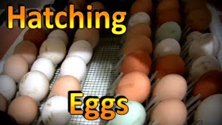 How to Hatch Chicken Eggs Part 1 Using the Little Giant Incubator [upl. by Audri]