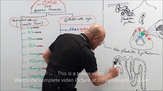 Hematopoiesis  Hematologic System Diseases  NCLEXRN  Khan Academy [upl. by Aibun168]