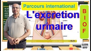 PARCOURS INTERNATIONAL BIOF l excrétion urinaire [upl. by Nnylharas437]