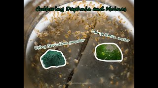 How To Culture Daphnia and Moinas using Green Water Spirulina powder [upl. by Razatlab682]