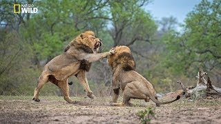 African Lions  National Geographic Documentary [upl. by Luanni]