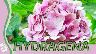 HYDRANGEA For Beginners quotHORTENSIAquot Hydrangea macrophylla Merritts Supreme [upl. by Ahsinut800]