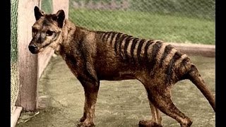 Tasmanian tiger Thylacine not extinct [upl. by Yk]