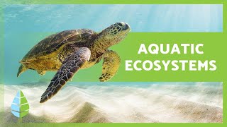 AQUATIC ECOSYSTEMS 🏝️🐠 Characteristics TYPES and Examples [upl. by Tillio]