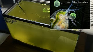 Raising Daphnia for the Freshwater Aquarium [upl. by Eolc]