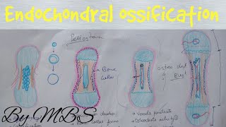 Endochondral ossification  easy explaination [upl. by Vick]