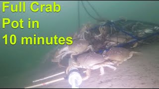 Full Crab Pot in 10 Minutes [upl. by Grubman]