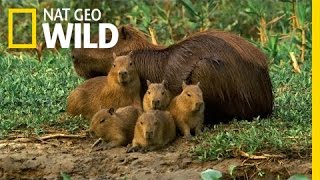 A Capybara Familys Day at Play  Deadly Game [upl. by Drusy]