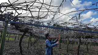 New Zealand KiwiFruit pruning [upl. by Ttirrej]