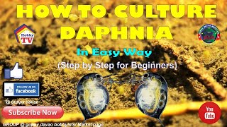 HOW TO CULTURE DAPHNIA In Easy Way [upl. by Ailerua]