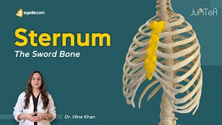 Sternum  Introduction  Thoracic Cavity  Bone Anatomy [upl. by Goltz]